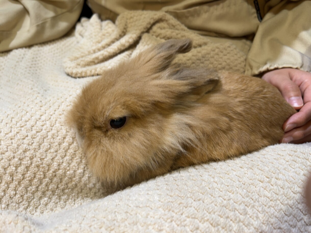 小動物関係の相談受けます 10年間動物看護師で働いてました♫ イメージ1