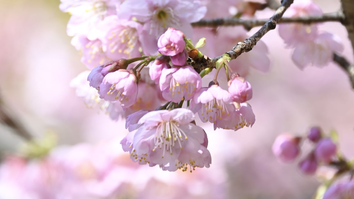 東京23区内で「この」写真を撮影します イベント用、観光スポット、SNS用の写真を撮ります イメージ1