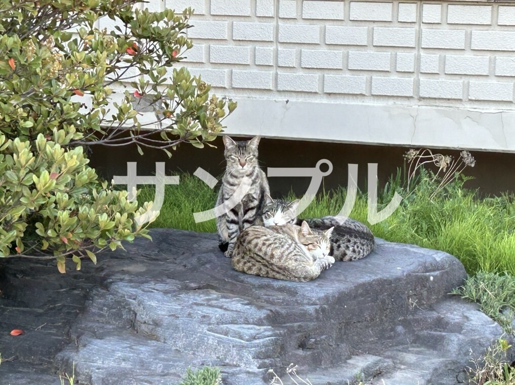 漫画、イラストの素材、観賞用としても使えます 綺麗な景色や可愛い動物の写真などをお届けします。 イメージ5