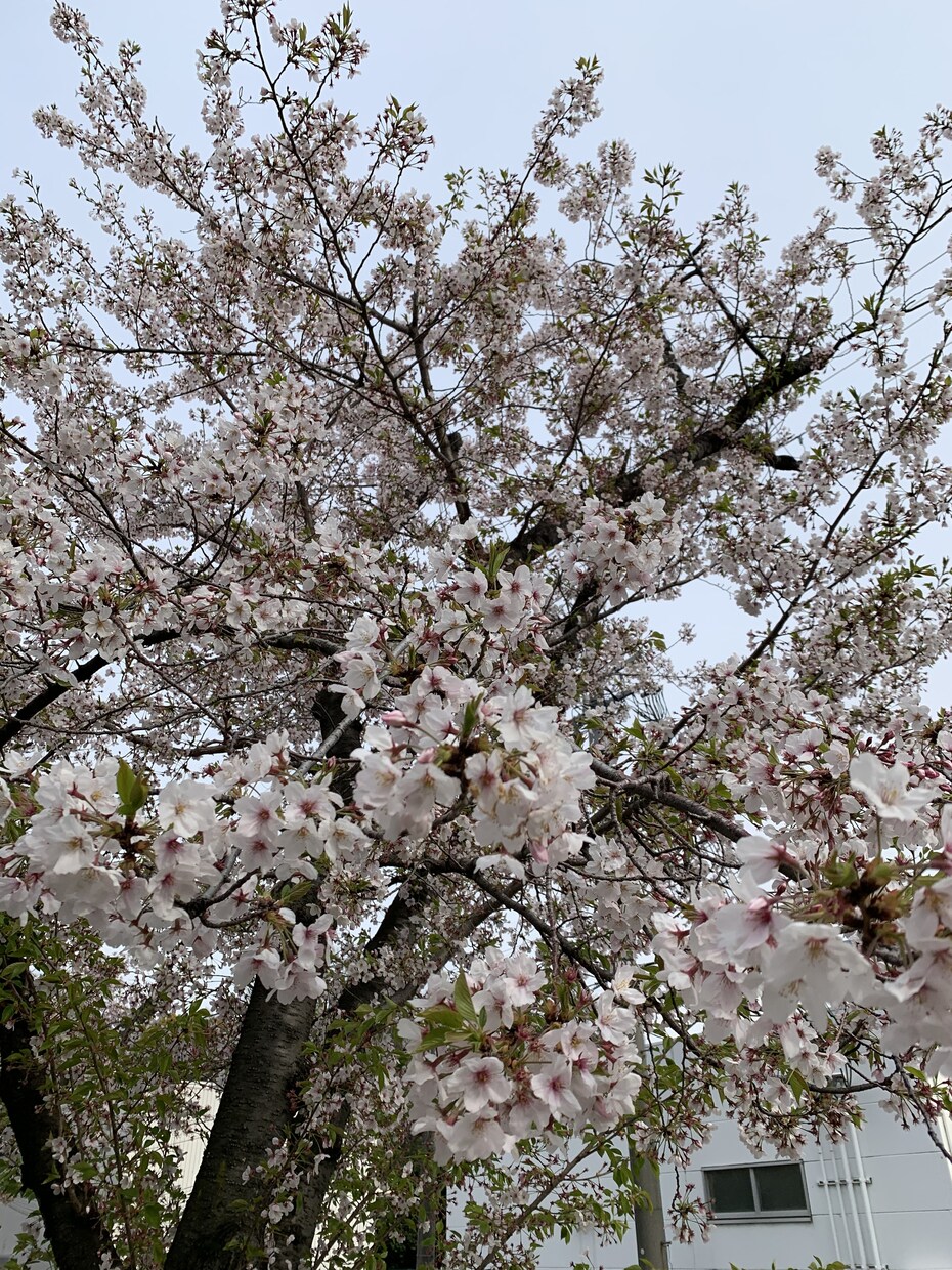 子育て、恋愛相談、栄養ダイエット相談もお受けします 管理栄養士で子育てアドバイザー、相談乗ります^_^ イメージ1