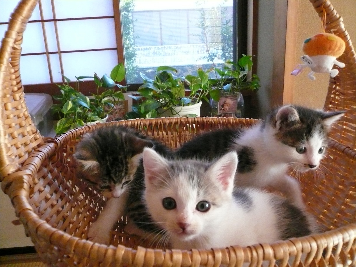 保護猫✽犬の疑問☘️質問聞きます わかってあげたい理解したいその時をお手伝いさせてもらいますね イメージ1