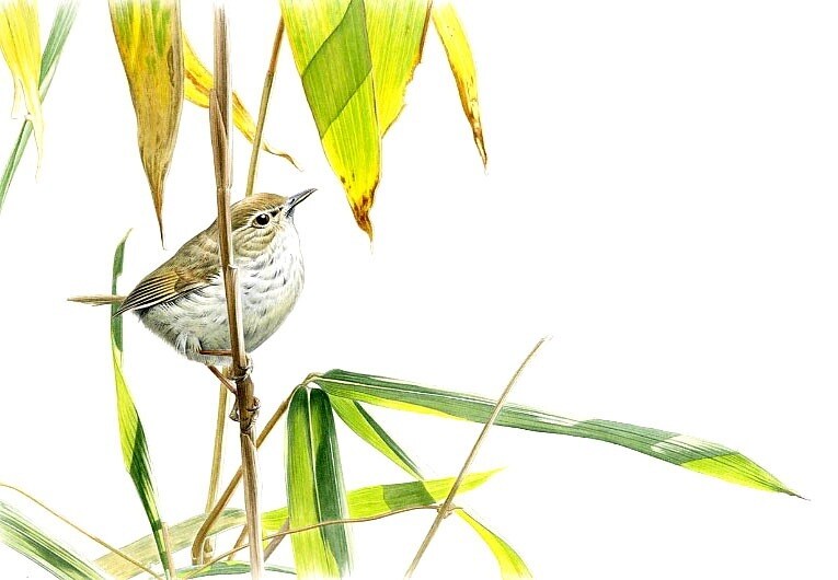 生き物・自然・その他をリアルイラストで描きます 長年出版業界に携わっているプロイラストレーターが制作致します イメージ5