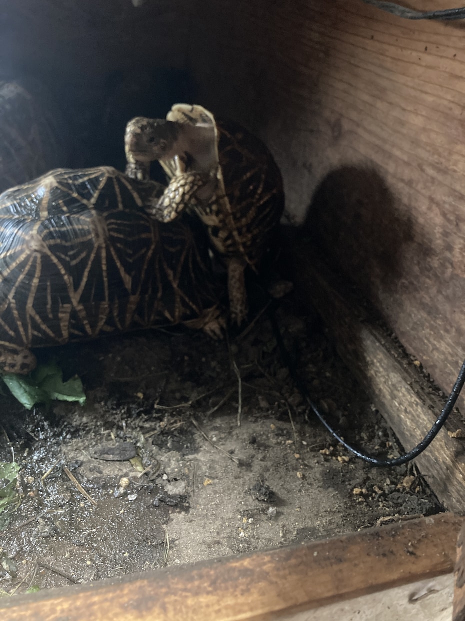 爬虫類の飼育相談を承ります 爬虫類全般の飼育相談！※専門雑誌掲載経験が複数回あります イメージ7