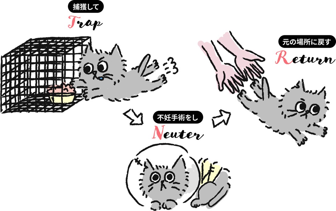 TNR・捕獲のやり方をお伝えします 安全に無理なく進めるための捕獲・TNRのコツをお伝えします イメージ1