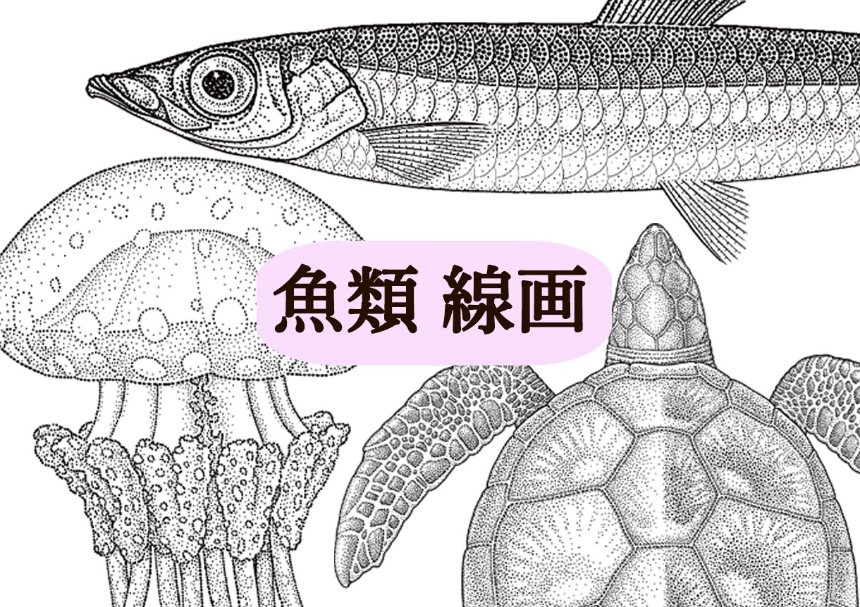 図鑑・教科書・教材のリアルなイラストを描きます 学術対応可能、教材・論文・専門書向けの正確な図版を提供します イメージ7