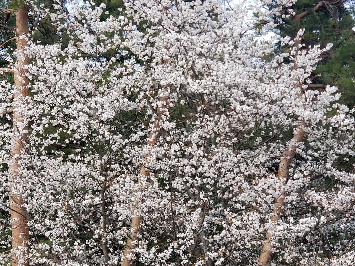 風景やディズニーの自作模型写真を提供してます 自作模型写真、風景画像など癒し画像の提供 イメージ9
