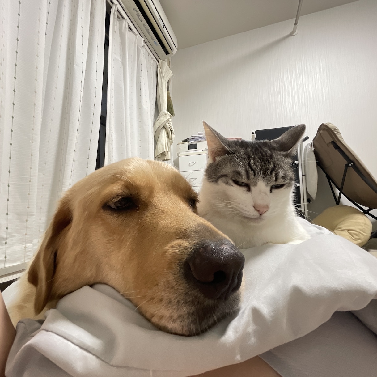 犬のお世話などの悩みをドッグトレーナーが聞きます 犬のお世話などの悩みを相談してみませんか？ イメージ2