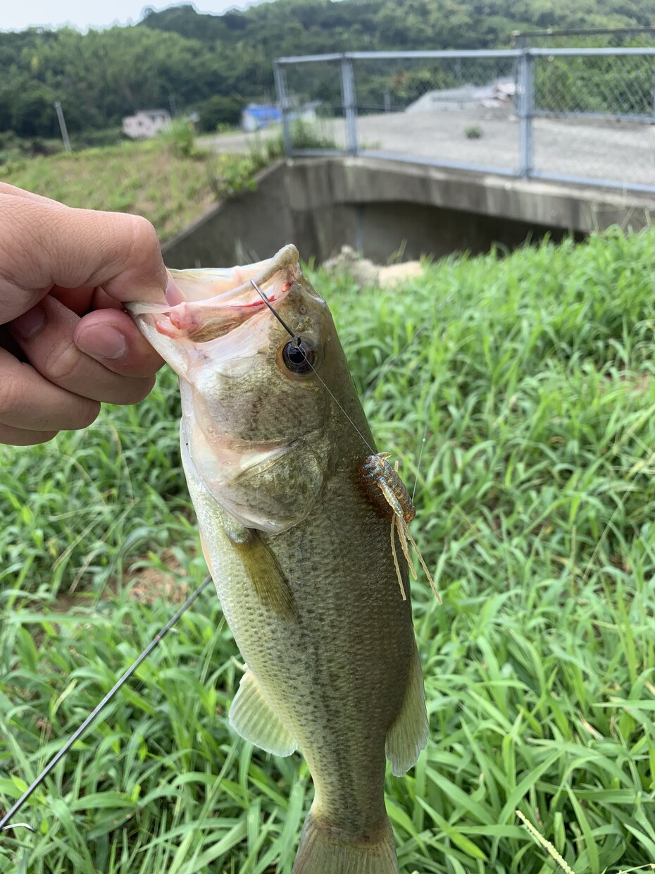 和歌山県のバス釣りポイント教えます 和歌山県の知りたいポイントお教えします。 イメージ3