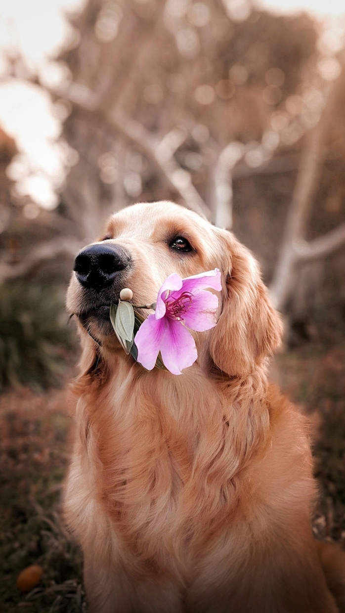 ペットの心を読み取り絆を深めます ペットの想いを霊視し、お伝えいたします イメージ1