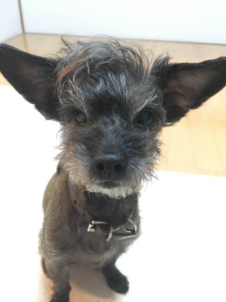 ワンコの必要カロリー計算します うちの犬、食べすぎ！？わんこの食事量管理、できていますか？ イメージ1