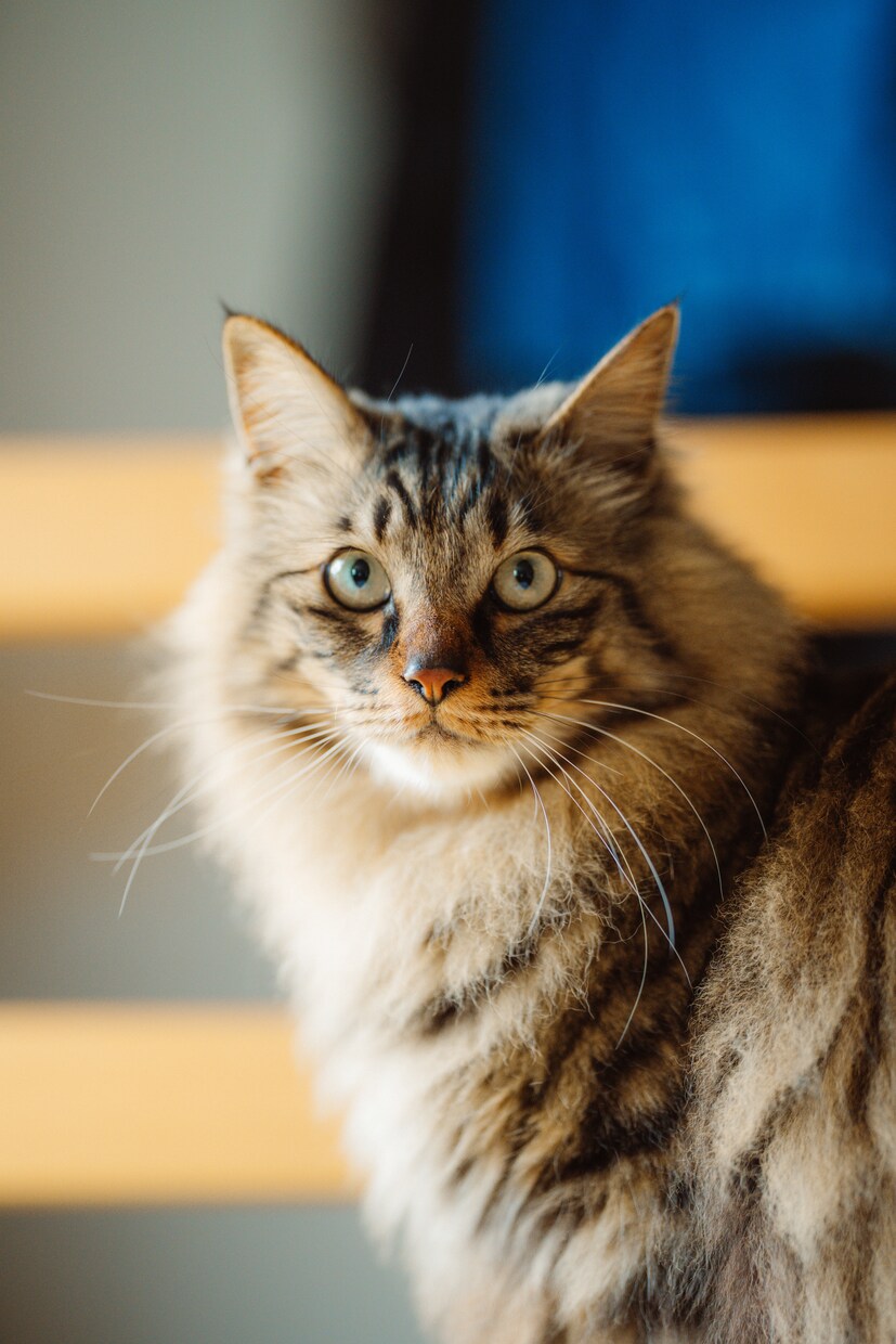 愛犬、愛猫を愛情持って撮影します 共にお住まいのペットをご家族として撮影させていただきます イメージ3