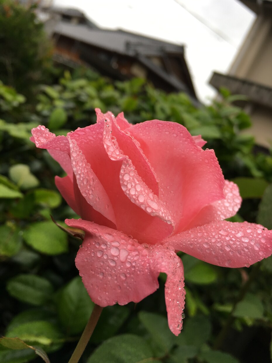 趣味、恋愛、オールマイティな相談なんでもします オールマイティな相談、病気や趣味などアクアリウムでも。 イメージ1