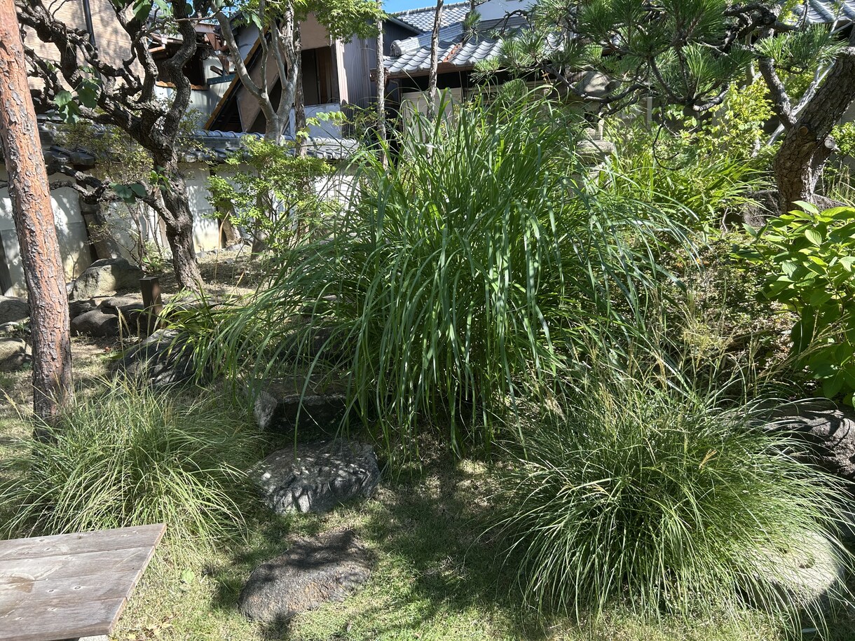 写真から剪定の切り方を提案します 木の状態を見て切り方を伝えます イメージ4