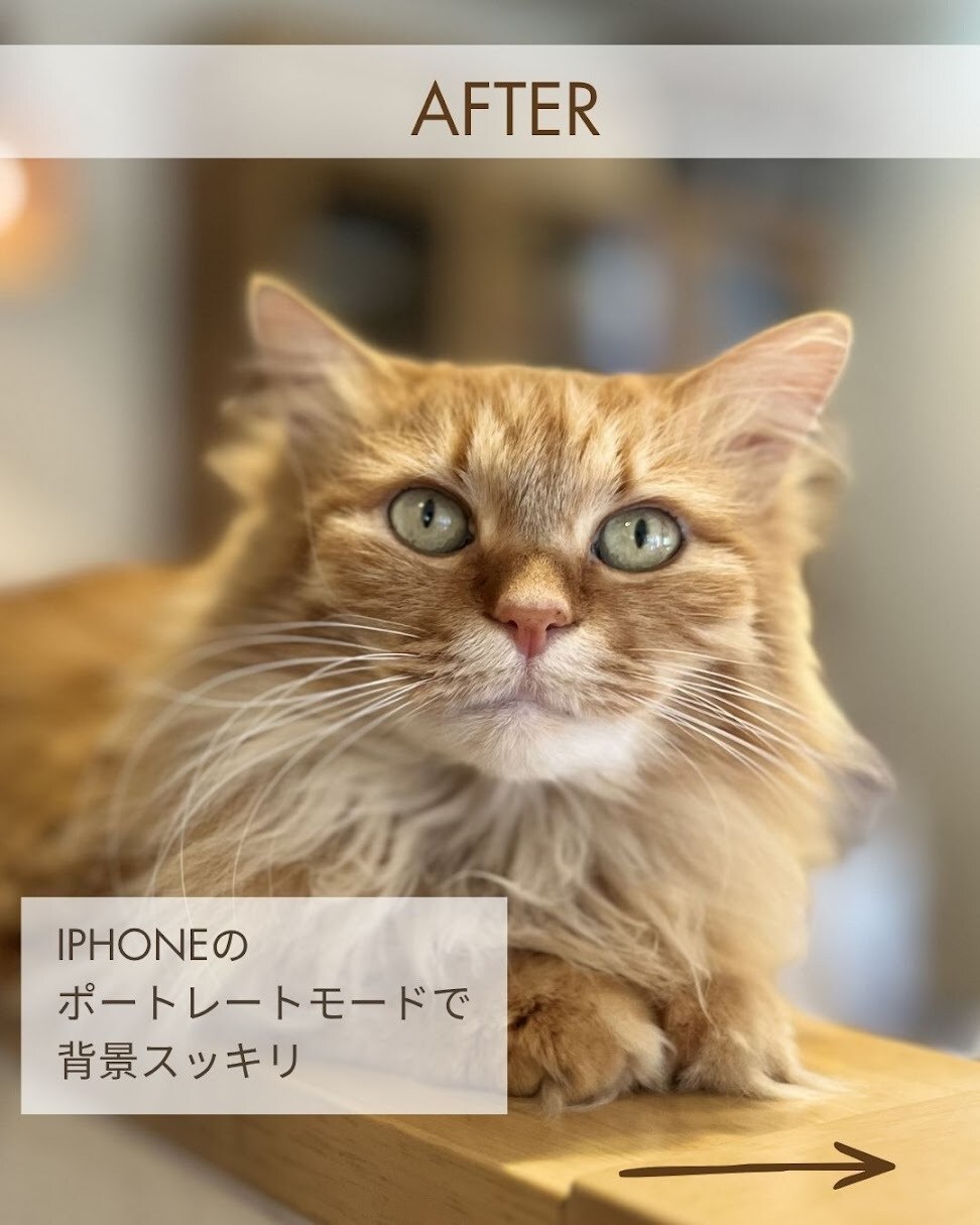 猫のプロが教える！スマホ撮影上達をサポートします 猫歴20匹×プロ18年の撮影添削 イメージ5