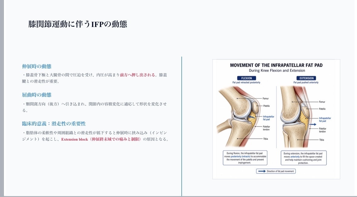整形外科PT歴9年勉強会院内研修スライド作成します 整形外科理学療法士｜膝関節専門・勉強会講師 イメージ4