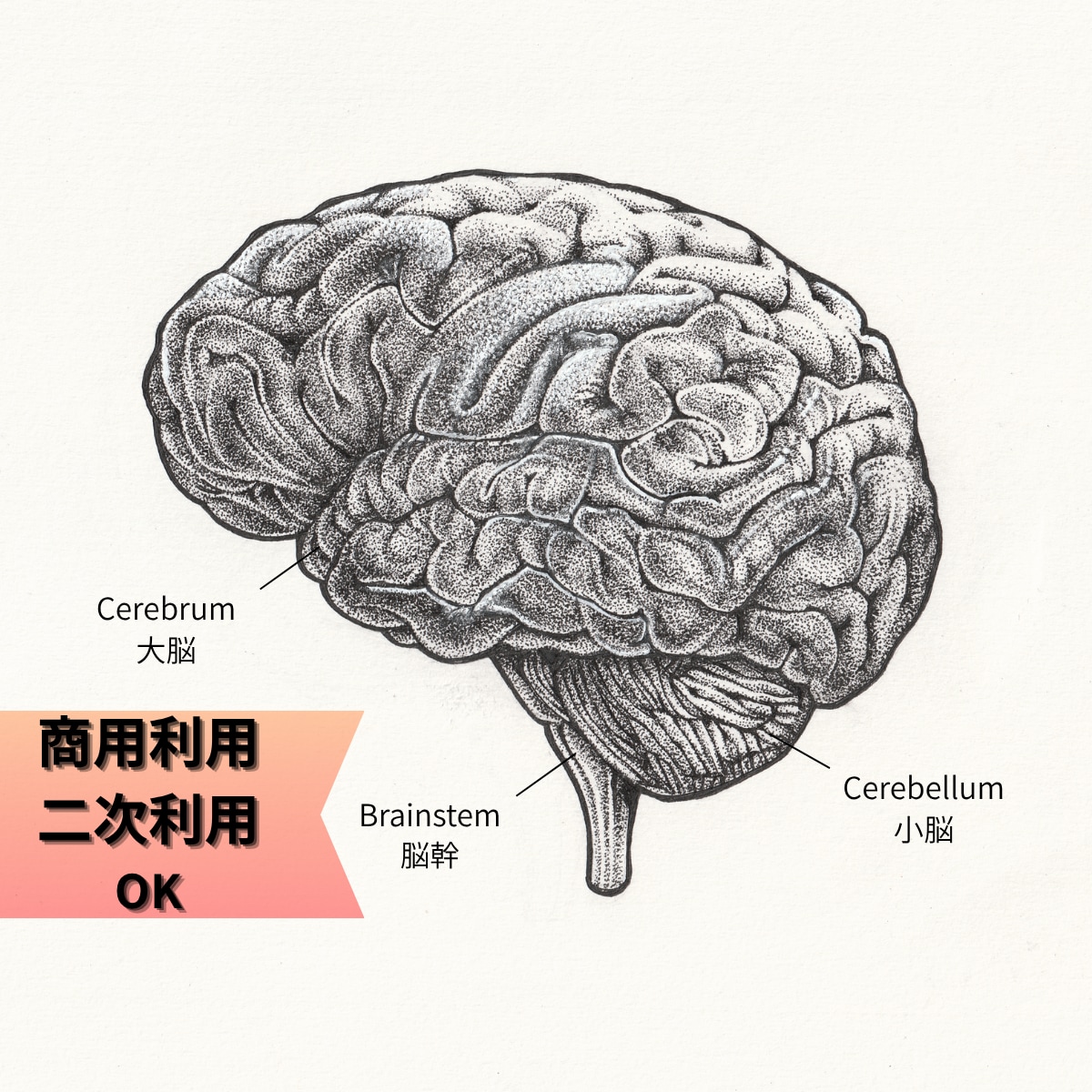 完全手描き/医療・ヘルスケアの精密イラスト描きます 学会スライドにも好評！高級書籍の様なリアルモノクロイラスト イメージ1