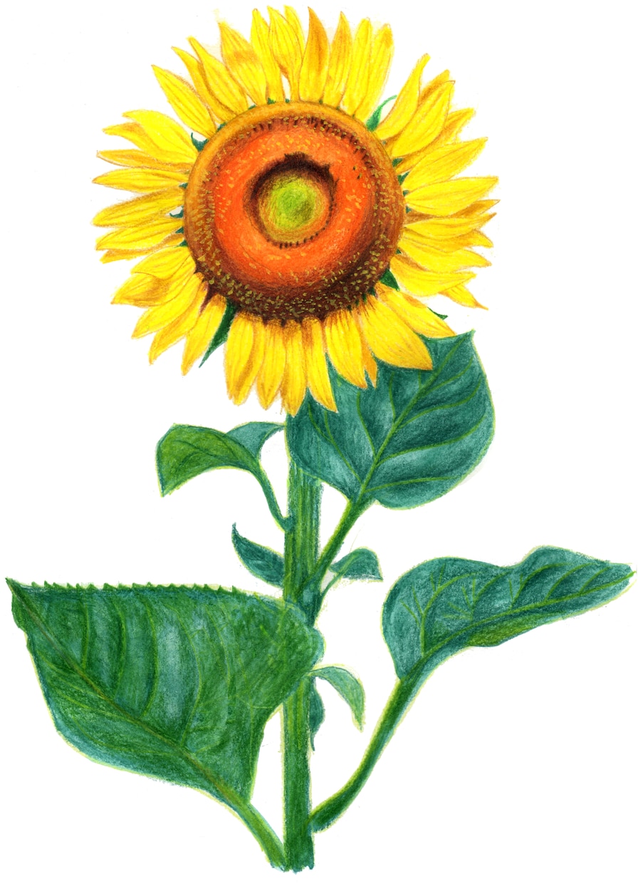 アナログイラスト！色鉛筆画で動物、植物を描きます AIイラストでは出せない味のある&温もりのある手描きイラスト イメージ1