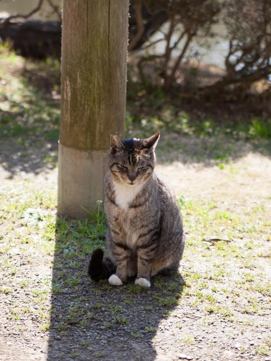 横浜でペット撮影　いつもの自然な姿を写真に残します お散歩中の自然な表情をやさしく撮影します。 イメージ4
