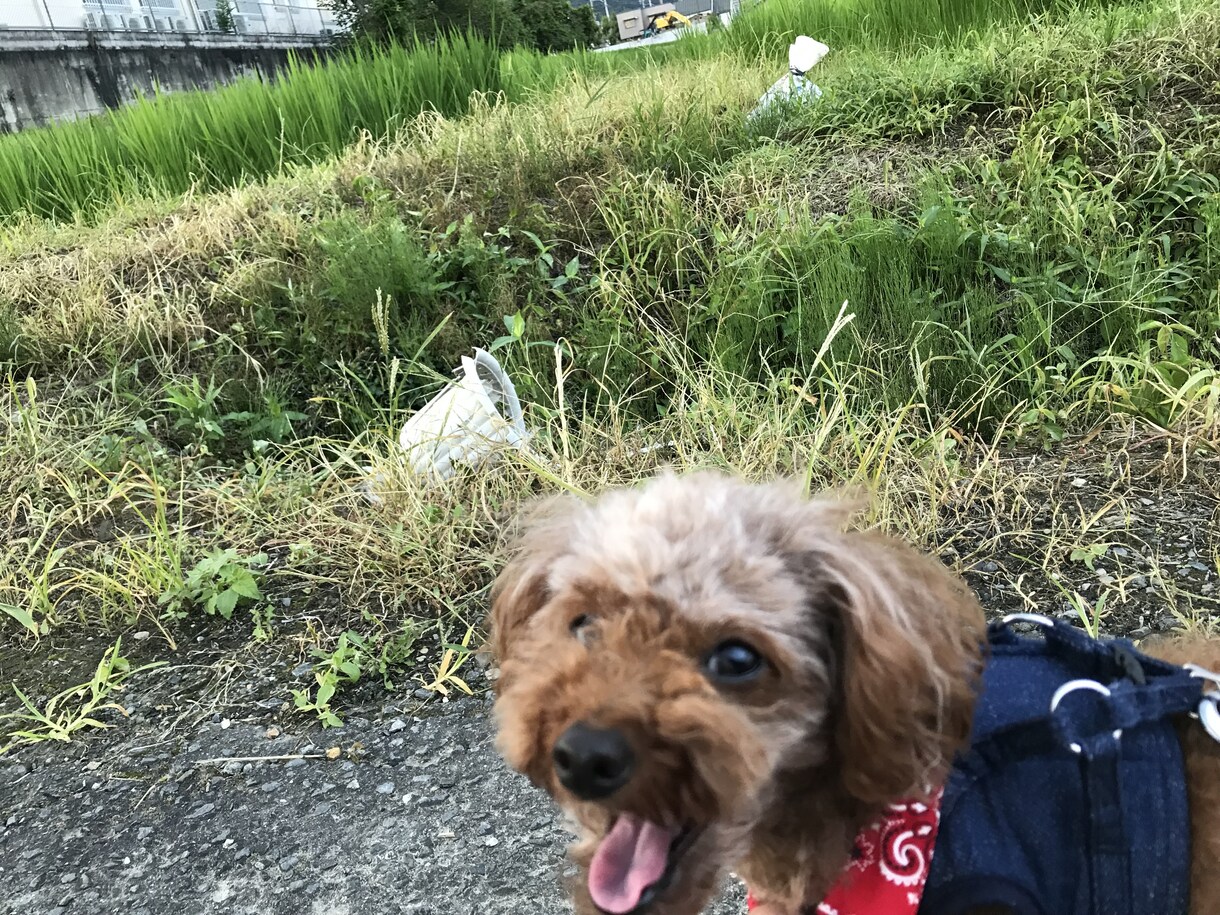 犬についてお困り事解消します 犬についての知識を伝授いたします イメージ1