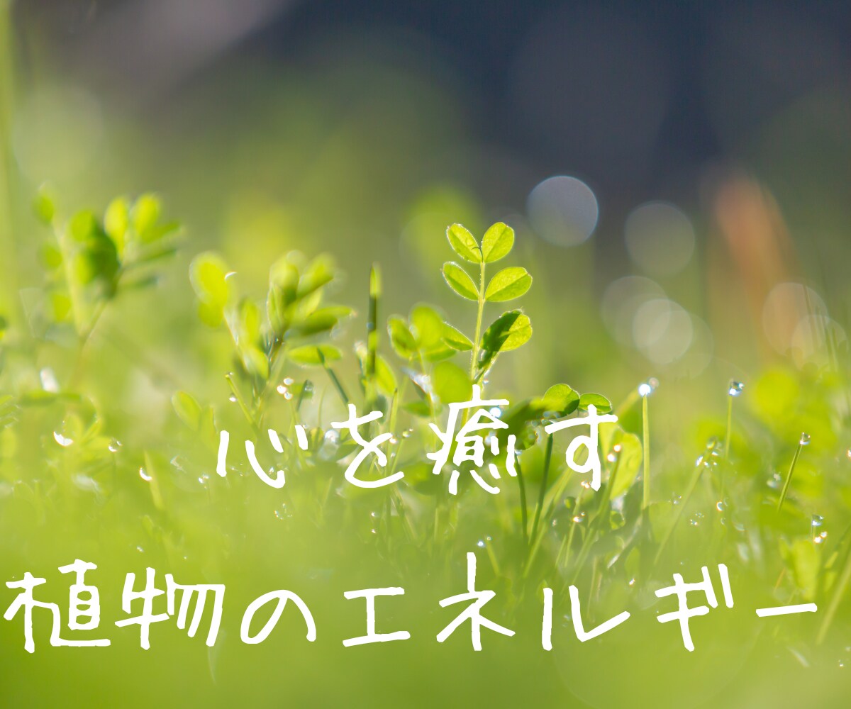 バッチフラワー✨プライベートレッスン✨教えます 自然からの贈り物✨植物の波動を使った心を癒し整える自然療法✨ イメージ4
