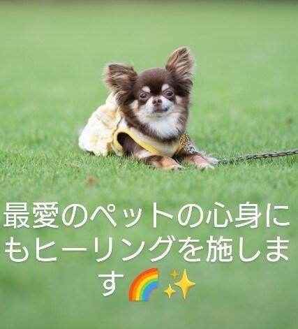 特価！臼井式レイキヒーリング人や動物の心身癒します 愛と光のレイキヒーリングで貴方を癒やします イメージ3