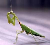 子ども向けのカマキリ教室でカメキリの魅力を教えます この教室は子供にオススメです。カマキリの魅力を沢山学べます。 イメージ1
