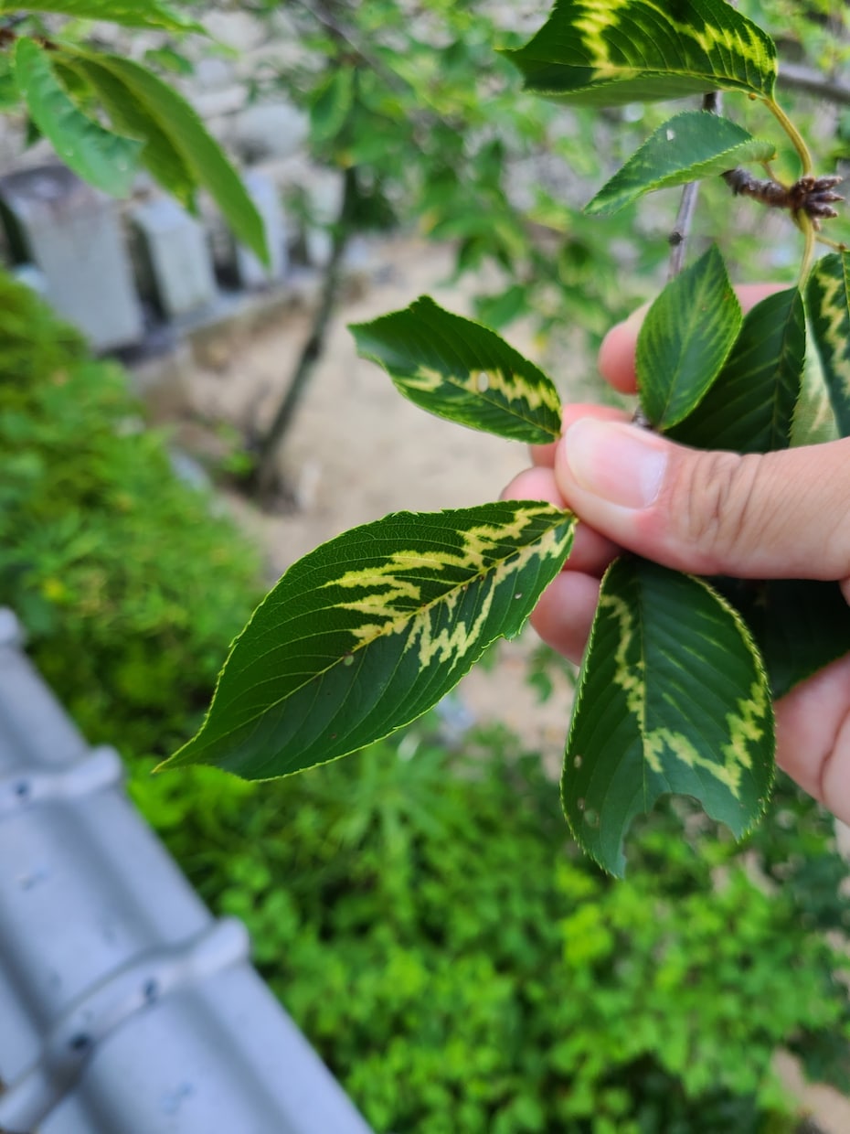 樹木医がオンラインで樹木を診断します 大切な樹の調子が悪い、その「なんで？」にお答えします。 イメージ1