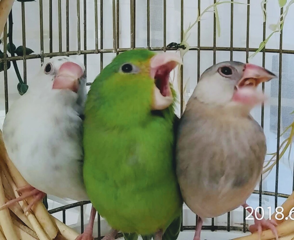かわいい小鳥が占います 小鳥とアニマルコミュニケーターの占師によるカード占い イメージ1