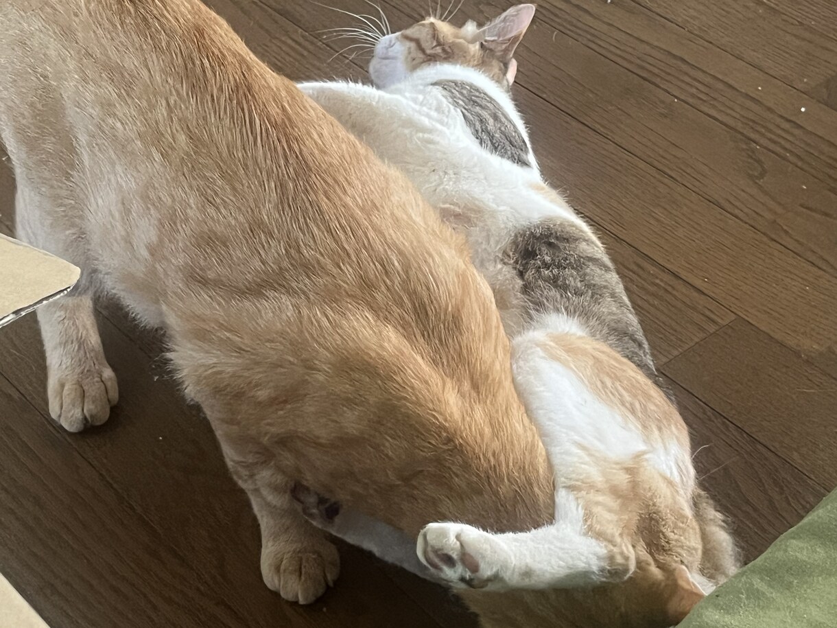 猫の飼い方を教えます 猫を飼って数年今では五匹の猫を飼っています イメージ3