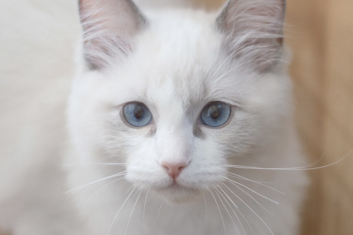 ペットの可愛い瞬間を出張撮影いたします 猫2匹と暮らすカメラマンがペットの記念撮影を行います！ イメージ6