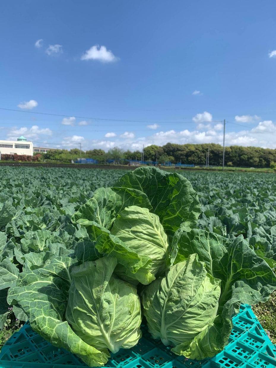 家庭菜園で失敗しにくい野菜作りのコツ教えます 現役農家として年間多品目の野菜を栽培してます イメージ1