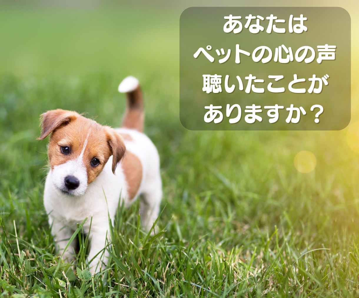 家族のように大切なペットの心の声を読み取ります アニマルコミュニケーションであなたとペットの気持ちを繋ぎます イメージ2