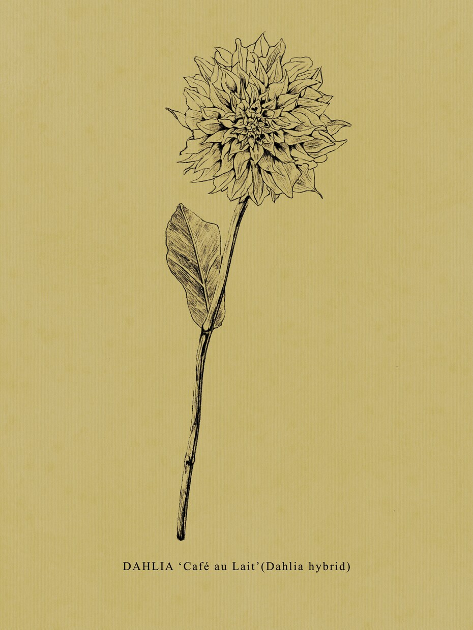 店舗装飾に実績あり＊手描きの植物イラスト描きます カフェのガラス面装飾など商業実績のある繊細な手描きペン画 イメージ8