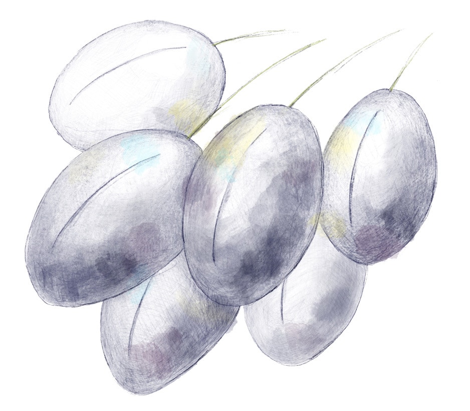 繊細な植物・果物・野菜のイラストを描きます みずみずしく印象に残るイラストです。 イメージ5
