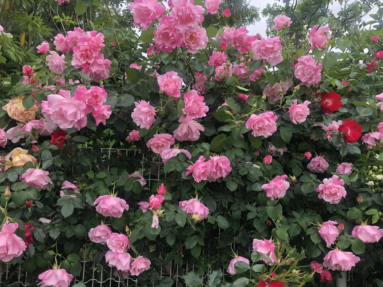 30代女性が癒しと元気をお届けします 話してるうちに笑って少し楽になれる時間ʕ•ᴥ•ʔ✨ イメージ4