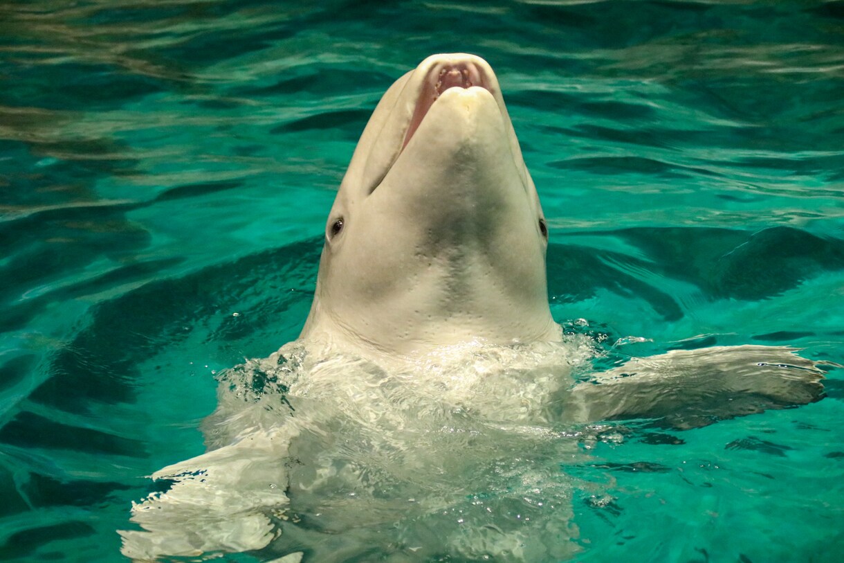 動物園・水族館の撮影代行を致します 可愛い生き物の写真をお届けします イメージ3