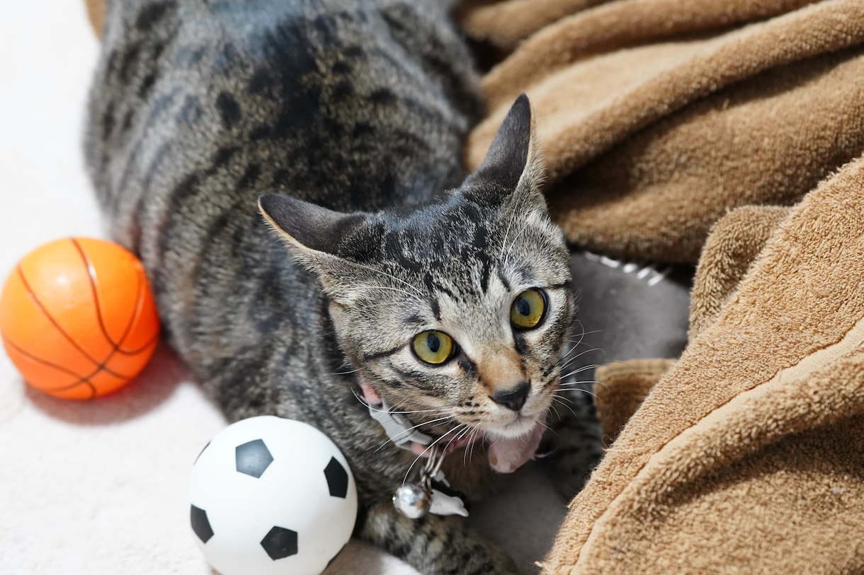 愛犬・愛猫、ペットの思い出を残します 綺麗に可愛くカッコよく、大事な家族を残します。 イメージ7