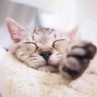 元ペットショップ店員が猫ちゃん飼育の相談にのります 些細なお悩みなんでも解決します! イメージ2