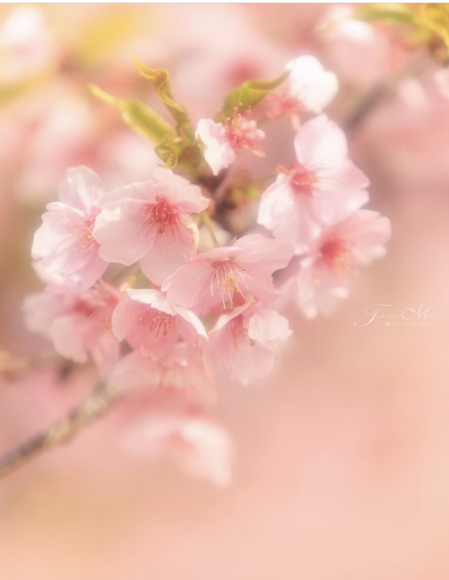 桜花ヒーリング✨木花咲耶姫からのメッセージ - リラクゼーショングッズ