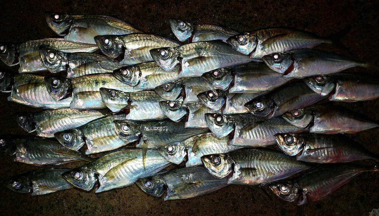 アジング・メバリングのリアルな釣法お伝えします Googlemapを用いて実績ポイントを詳細で示して解説！ イメージ3