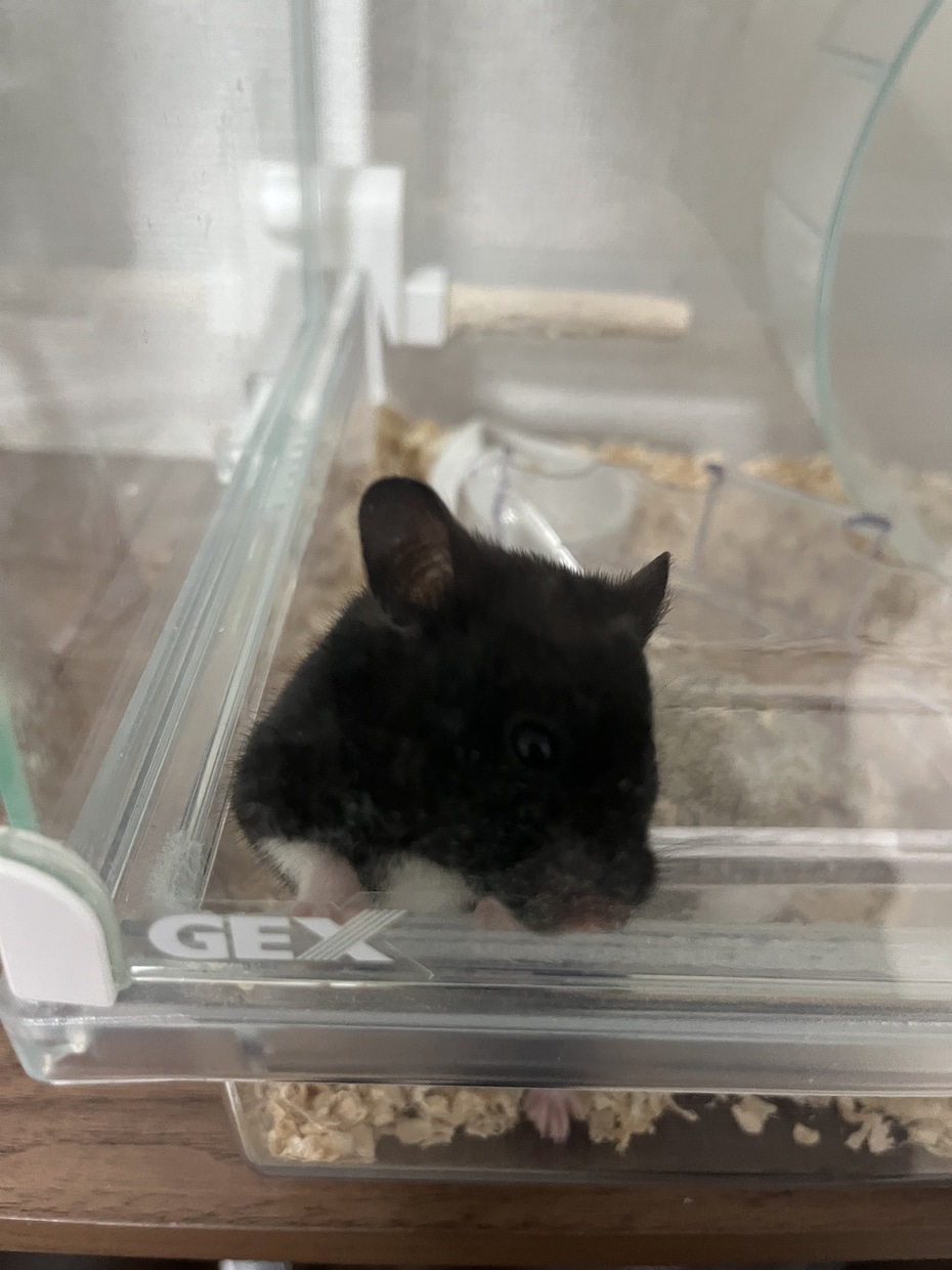 ハムスター多頭飼育者が飼育の相談に乗ります 病気かもしれない、元気がないそういった子などその他相談に！ イメージ2