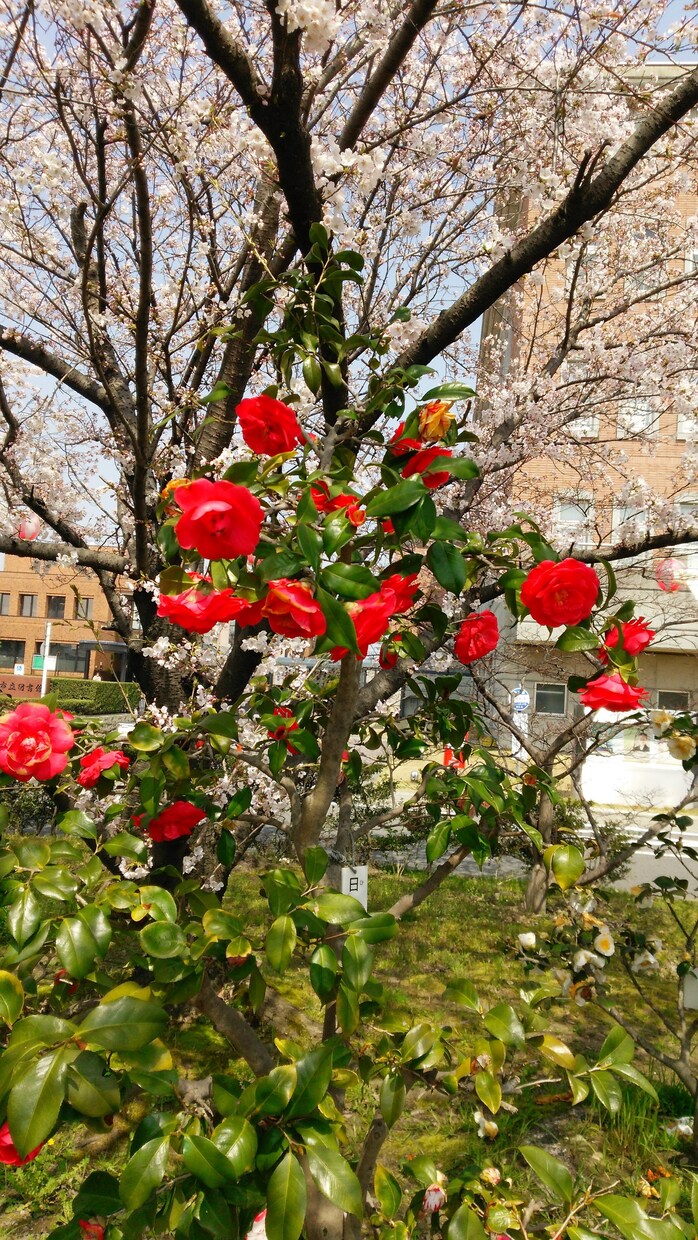 色々な写真提供します どこにでもありそうな写真ですが、お役に立てればと思います イメージ9
