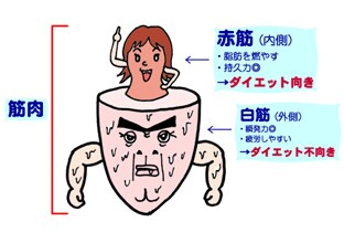 簡単ストレッチ方法おしえます 朝晩2,3種類のストレッチで太りずらい身体を手に入れましょう イメージ1