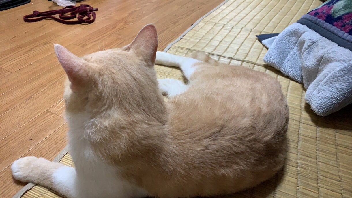 猫の懐かせ方教えます 今までの保護猫数13匹ですので猫の性格は大体分かってきました イメージ2