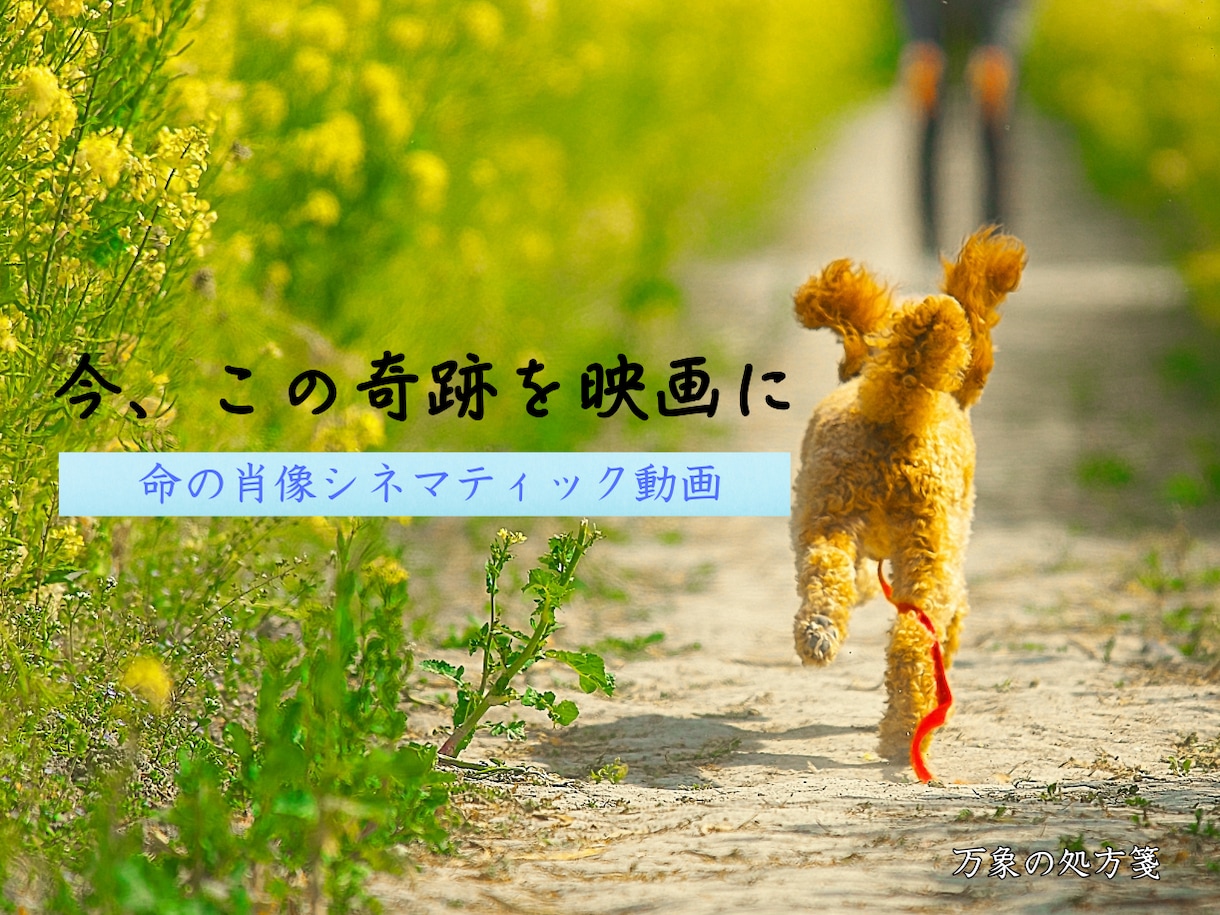 ペットに寄り添う映像セッションを提供します 共に生きる奇跡を、時を超えて語り継ぐ一本の映画に イメージ1