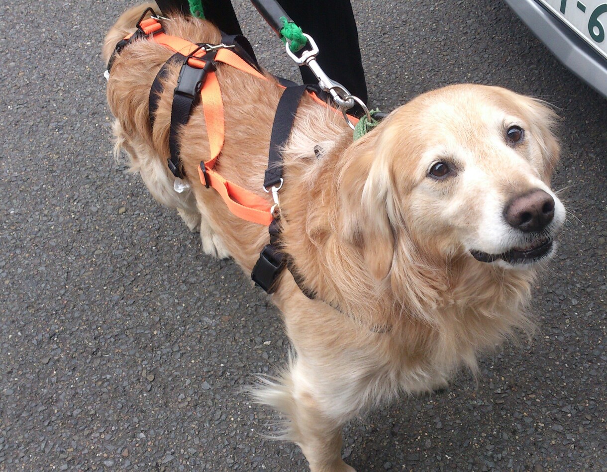 中型の老犬・障害犬の介護ハーネスを製作します 立ち上がり補助や歩行介助の初期から、終末期ケアまで使えます イメージ6