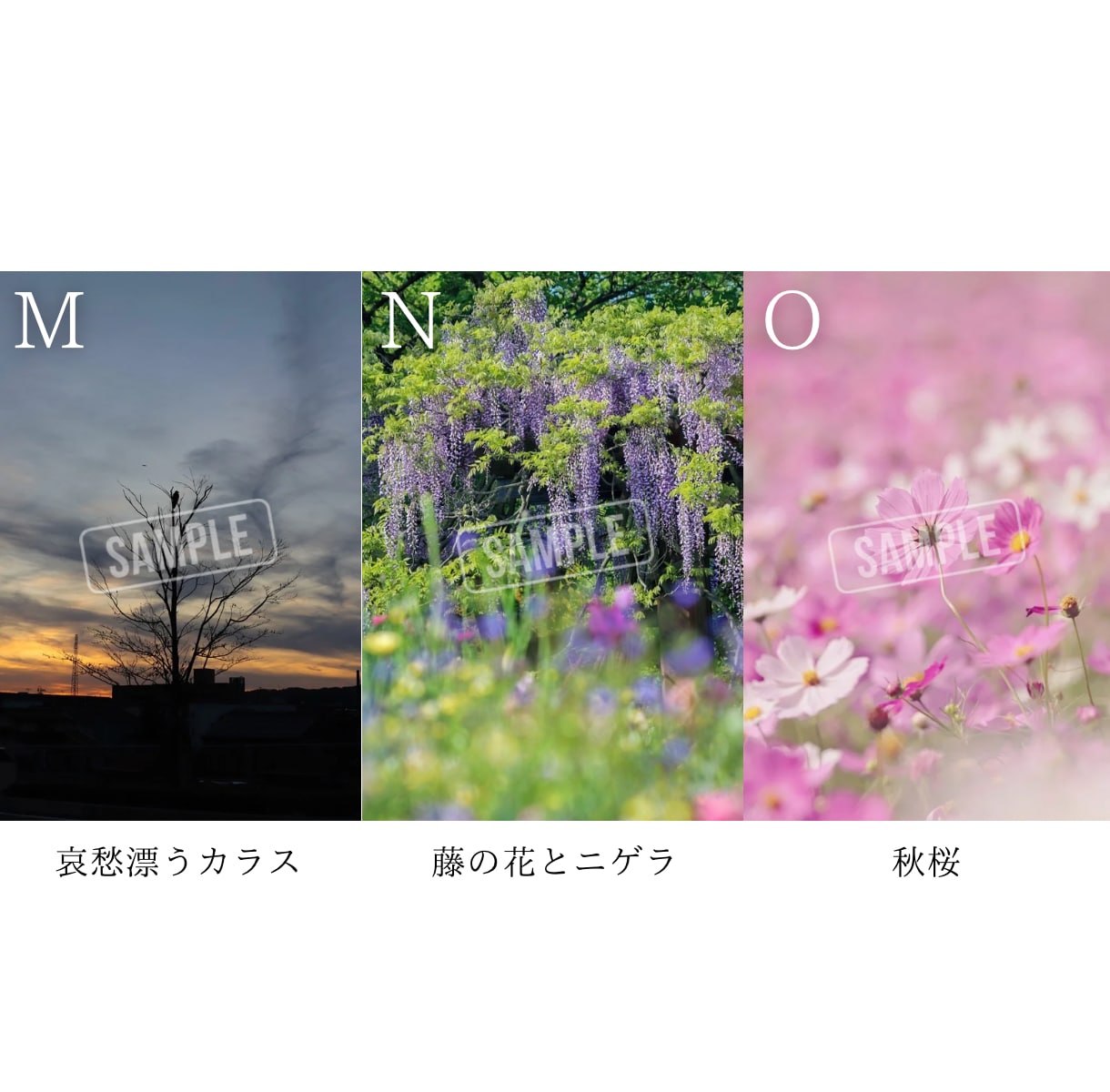 SNSに使える高品質な写真の素材提供します カメラ歴7年の私が撮影したお花や猫の イメージ6