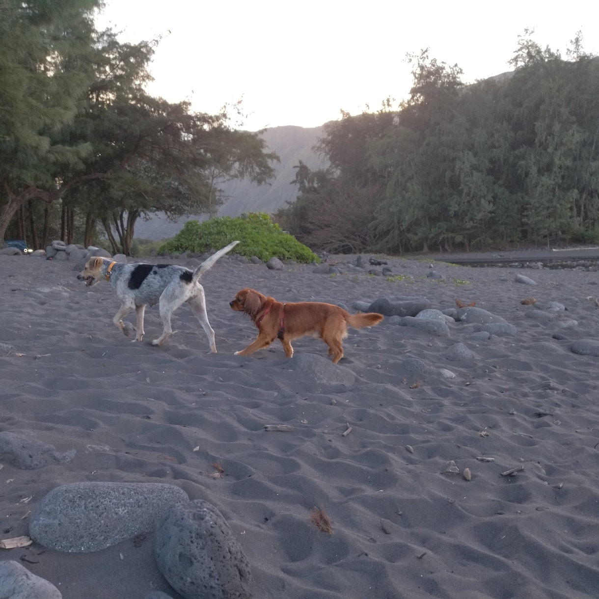 ハワイ島の大自然や動物たちの写真をお届けします 海外旅行に気軽に行けない現在、現地の旬の風景をお届けします イメージ3