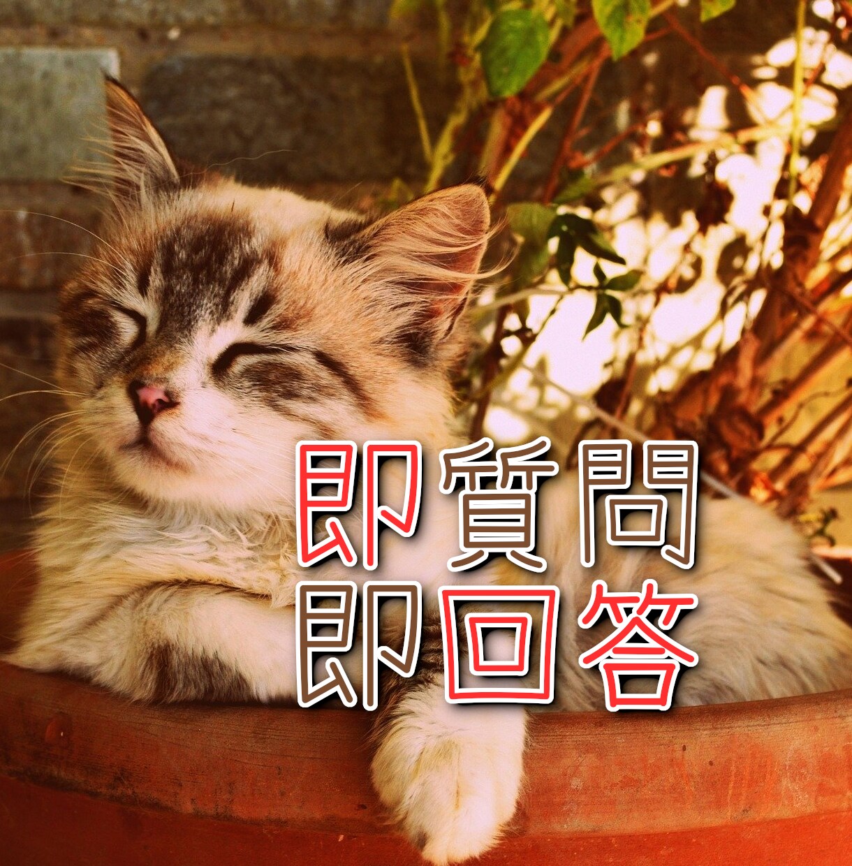 即問即答！悩み事に、イエス・ノー＋理由で回答します 可能な限り早く回答します。待機中なら原則即日回答します。 イメージ1