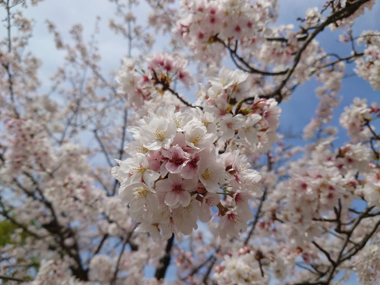 難関受験、試験の勉強法助言とメンタル形成をします メンタルのアプローチから受験や資格試験の合格をサポートします イメージ1